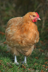 buff orpington chicken