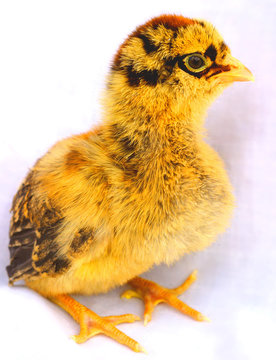 chick