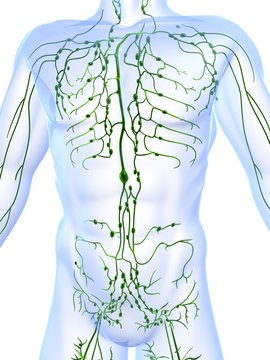 lymphsystem
