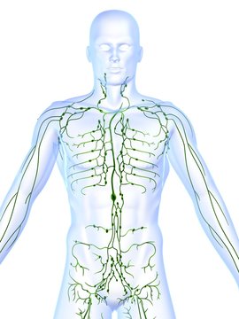 lymphsystem