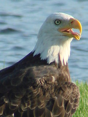 eagle by the lake