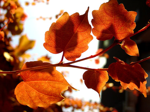 red leaves