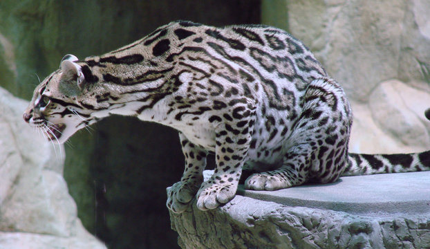 Silver ocelot sale
