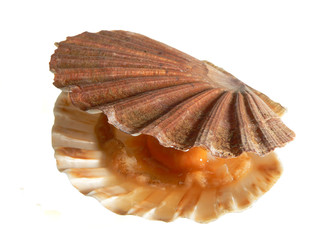 coquille saint jacques 3 © Marc Rigaud