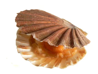 Gordijnen coquille saint jacques 3 © Marc Rigaud
