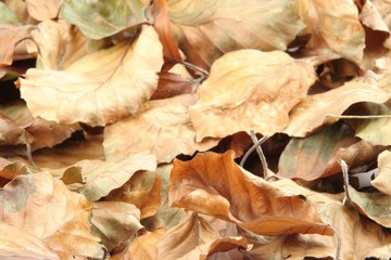 autumn leaves