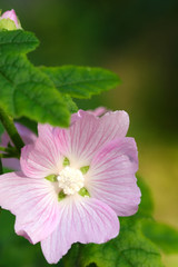 flowers, soft pink flower