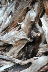 tree bark