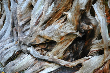 tree bark