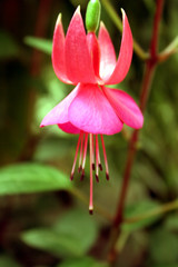 fuchsia