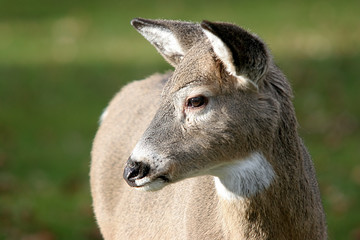a deer in the park