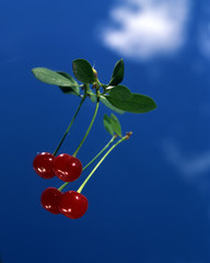 two cherries in turn blue sky