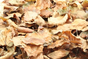 autumn leaves