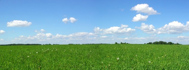 summer field