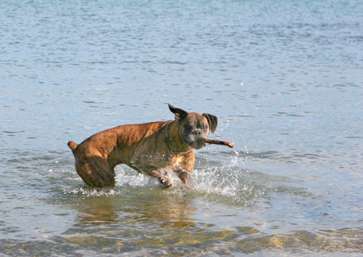 Boxer jouant au bord de mer
