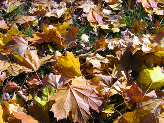 fall of the leaves