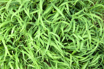 grass