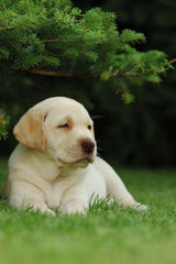 labrador retriever puppy