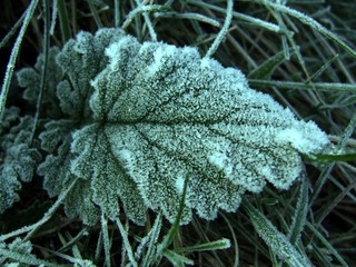 autumn frozen leaf