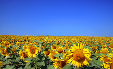 champ de tournesols