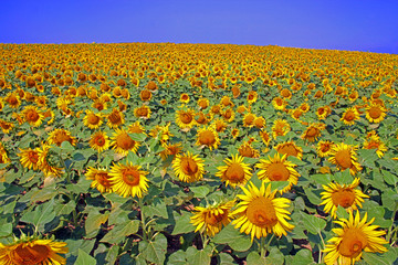 champ de tournesols