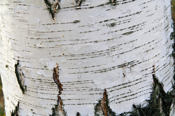 white birch bark