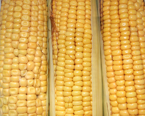 corn cobs