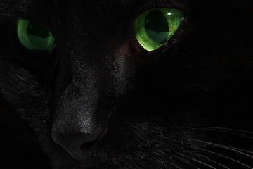 cat's eyes