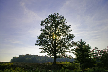 large tree silhouette
