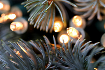 lichterkette und blautanne