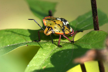 punaise multicolore