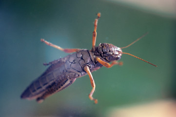 grasshopper belly