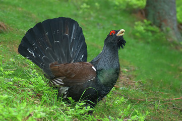 wild cock is singing