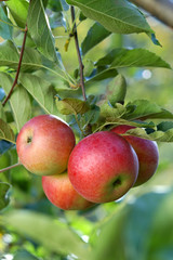 delicious apples - 1637777