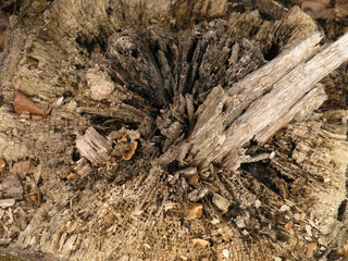 jagged tree stump