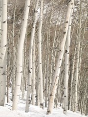 snowy birch trees