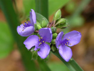 purple wildflower