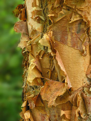 Naklejka premium river birch bark