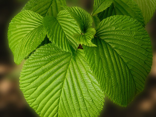 veined leaf cluster