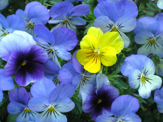 yellow on purple - flower