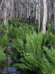 Obraz premium ferns against white trees