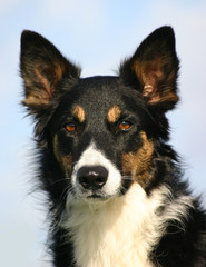 border collie tricolore