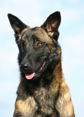 portrait de malinois