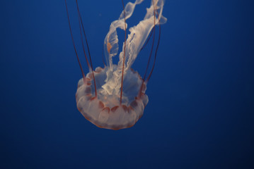 jellyfish