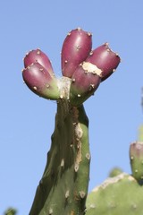 fruits 027