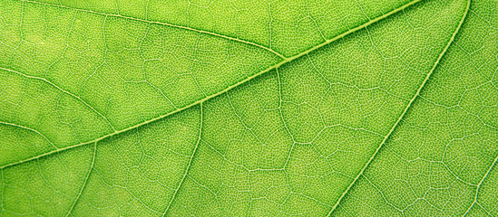 Plakat zielony liść