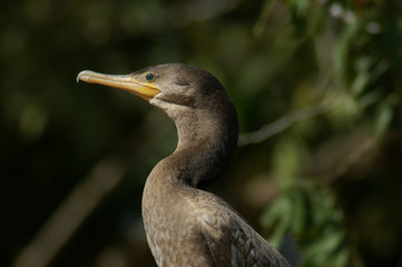 neotropic cormorant