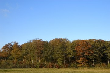 autumn forest with blue sky