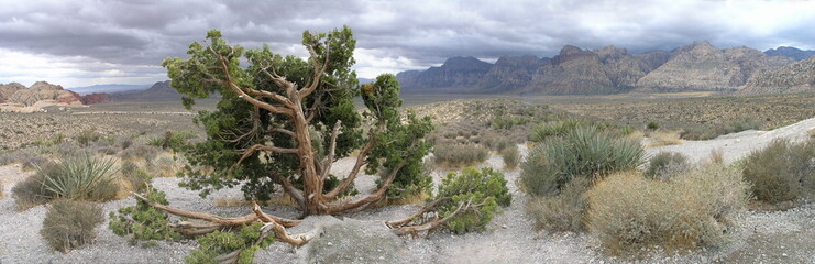 Obraz premium parorama of desert