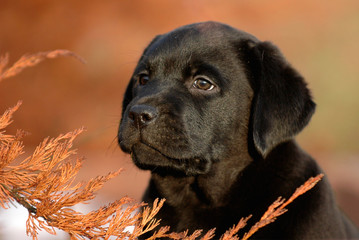 labrador retriever puppy